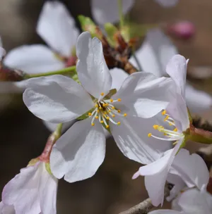 白色樱花近景图片第1张