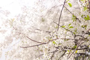 雪白樱花图片_1