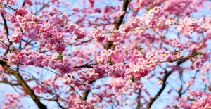 日本的樱花图片第1张