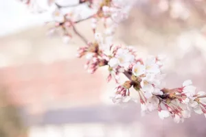 粉色系樱花图片_1