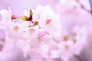 春天樱花图片_1