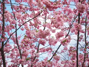 清新粉色樱花图片_1