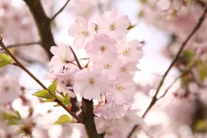 观赏樱花图片