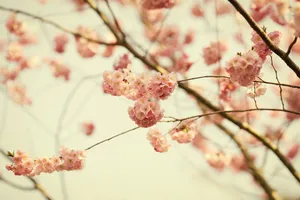 唯美春天樱花图片第1张