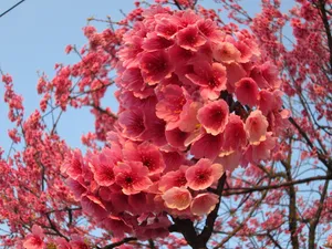 粉色吉野樱图片第1张