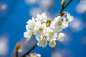 白色樱花图片第1张