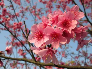吉野樱图片_1
