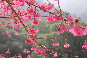 森林公园山樱花图片第1张