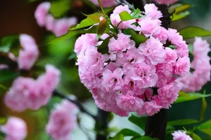 粉色清新樱花图片第1张