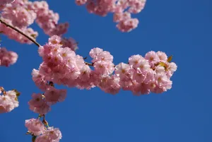 唯美樱花图片下载第1张