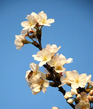 日本樱花高清图片第1张