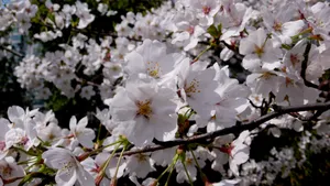 白色樱花图片素材第1张