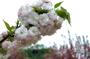 高清日本樱花图片第1张