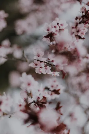 唯美粉色梅花图片_1