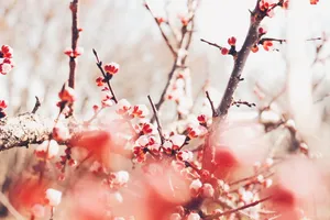 春天的红梅花图片