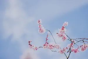 粉色梅花意境图片