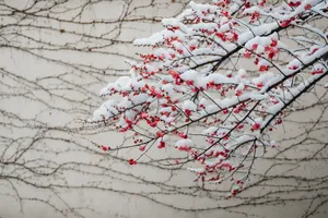 雪中红梅花高清图片_1