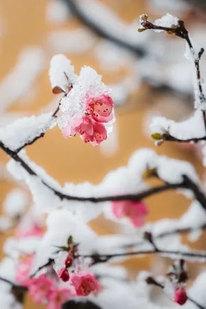 雪中红梅图片_1
