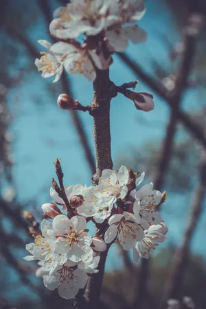 梅花手机壁纸图片_1