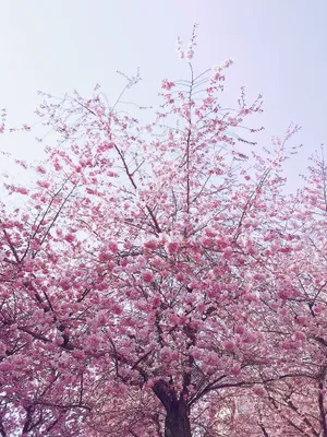 粉色梅花树图片