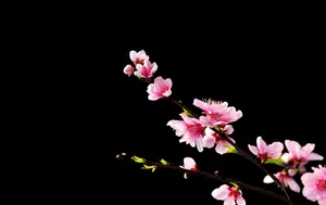 春天梅花绽放图片_1