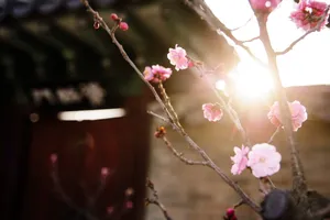 写意梅花图片欣赏