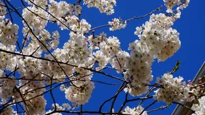 白梅花图片