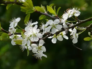 春天白色梅花图片_1