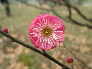 梅园梅花图片_1