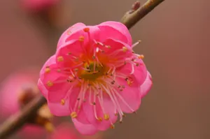 红色梅花图片