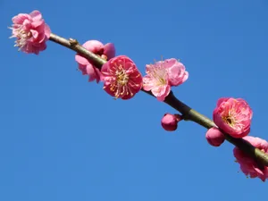 一枝梅花图片_1