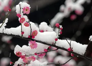雪中梅花图片_1