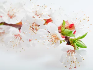 高清梅花图片素材