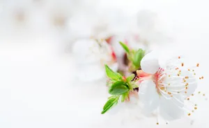 白色梅花图片下载