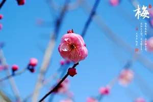 梅花高清图片