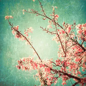 梅花绘画图片_1