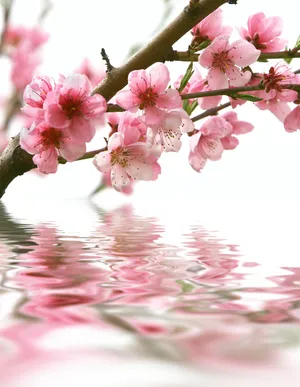 水面梅花图片