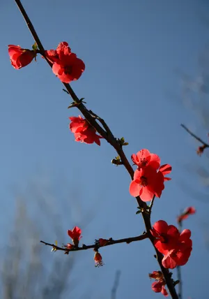 高清鲜艳梅花图片