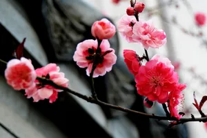 高清傲雪梅花图片