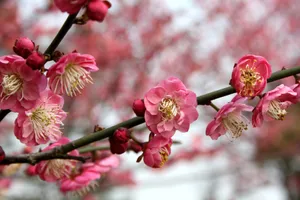 高清粉红梅花图片_1