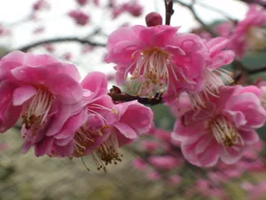 梅花盛开素材图片
