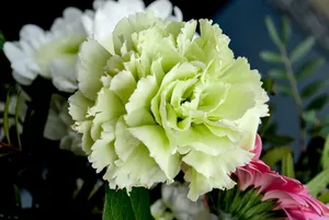 母亲节康乃馨微距花朵图片