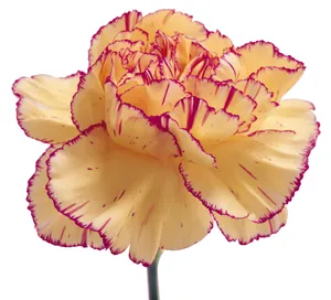 康乃馨鲜花图片_1