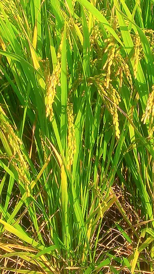 硕果累累的水稻图片第张