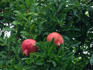 树上结的石榴图片第张