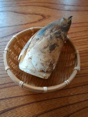 初生鲜嫩的竹笋图片第张