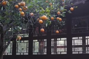 树上的观赏柚子图片第张