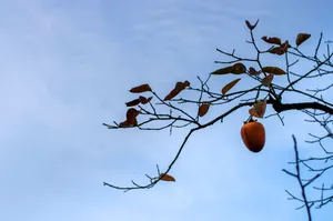 挂在树上的柿子图片第张