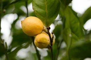 挂在枝头的柠檬图片第张
