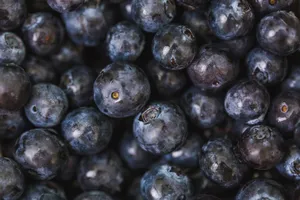 抗氧化功效强大的蓝莓图片第张